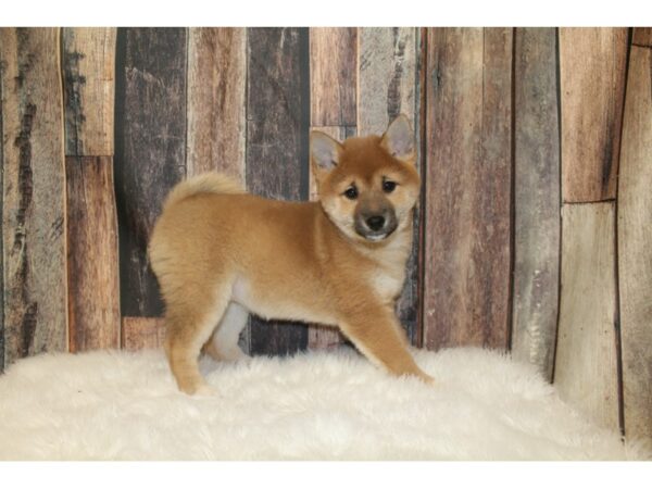 Shiba Inu-DOG-Female-Red-16159-Petland Racine, Wisconsin
