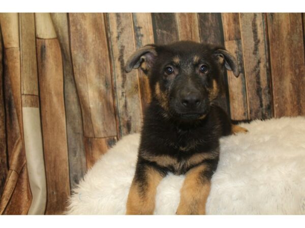 German Shepherd Dog-DOG-Male-Black / Tan-16160-Petland Racine, Wisconsin