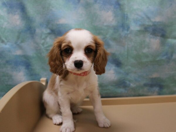 Cavalier King Charles Spaniel/Beagle-DOG-Female-Blenheim / White-25415-Petland Racine, Wisconsin