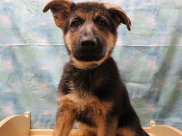 German Shepherd Dog-DOG-Male-Black / Tan-25410-Petland Racine, Wisconsin