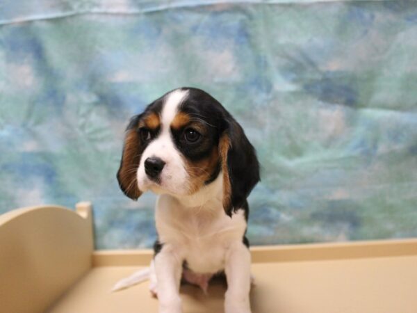 Cavalier King Charles Spaniel/Beagle-DOG-Male-Tri-Colored-25414-Petland Racine, Wisconsin