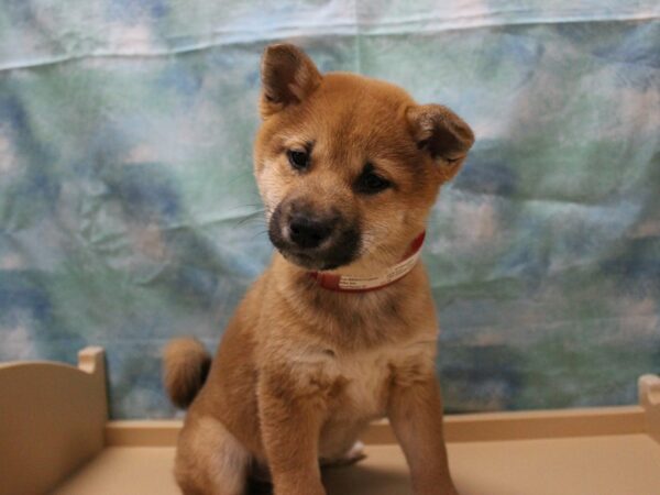 Shiba Inu-DOG-Female-Red-25421-Petland Racine, Wisconsin