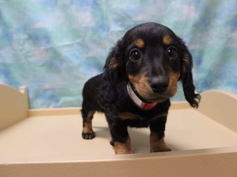 Dachshund