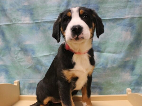 Greater Swiss Mountain Dog DOG Female Black, White / Red 25412 Petland Racine, Wisconsin