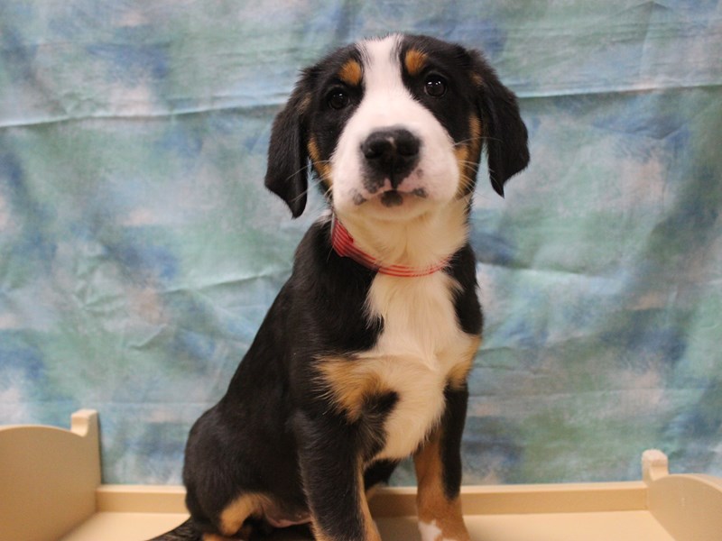 Greater Swiss Mountain Dog