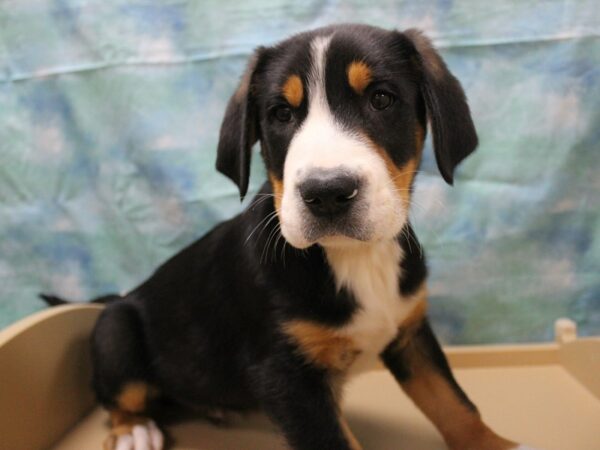 Greater Swiss Mountain Dog DOG Male Black, White / Red 25413 Petland Racine, Wisconsin