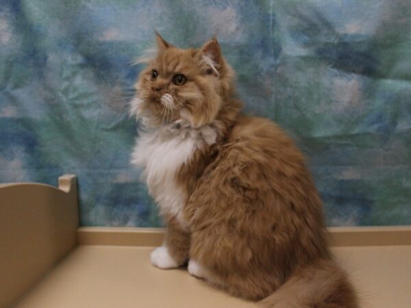 Persian CAT Male Orange 25418 Petland Racine, Wisconsin