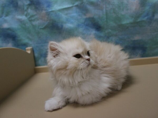 Exotic Shorthair-CAT-Female-Cream / White-25416-Petland Racine, Wisconsin