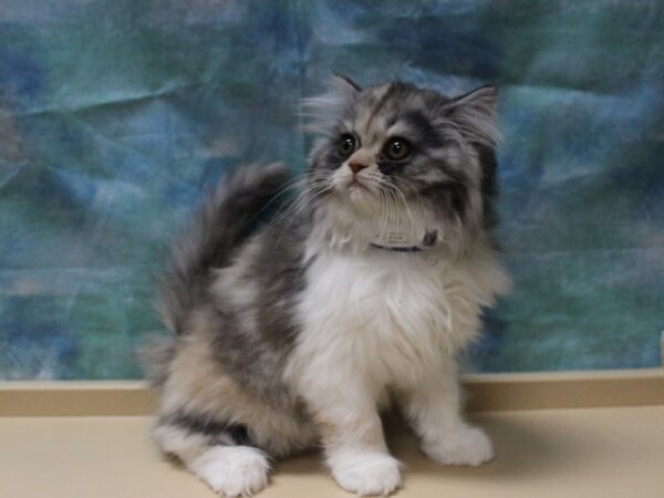 Exotic Shorthair-CAT-Female-Dilute Calico-25417-Petland Racine, Wisconsin