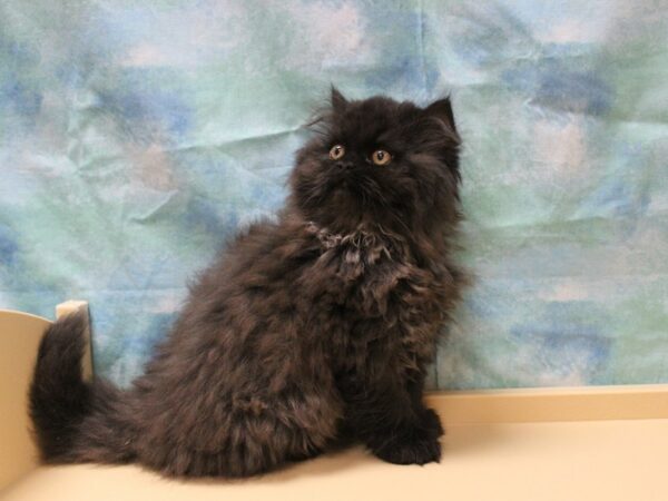 Exotic Shorthair-CAT-Male-Black-25419-Petland Racine, Wisconsin