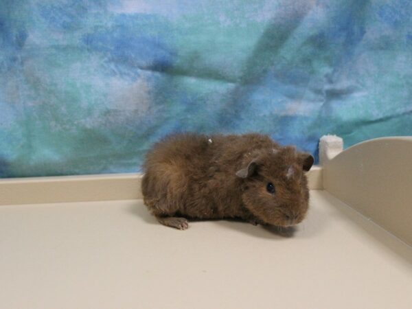 Teddy-GUINEA PIG-Male--25423-Petland Racine, Wisconsin