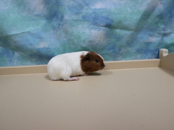 American Guinea Pig-GUINEA PIG-Male--25424-Petland Racine, Wisconsin