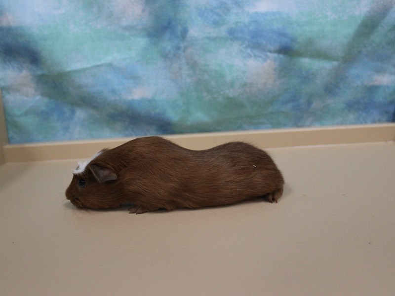 American Guinea Pig