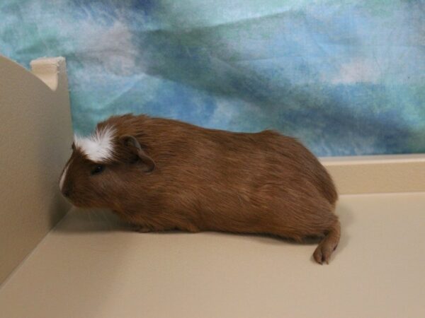 Crested-GUINEA PIG-Female--25432-Petland Racine, Wisconsin