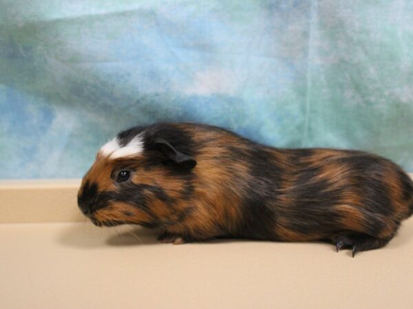 Crested-GUINEA PIG-Female--25434-Petland Racine, Wisconsin