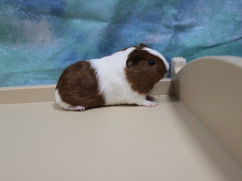 American Guinea Pig