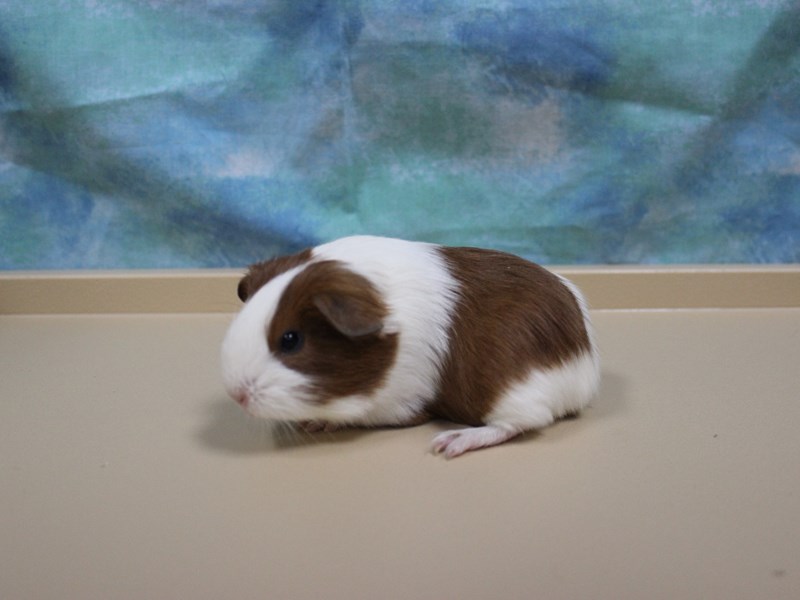 American Guinea Pig