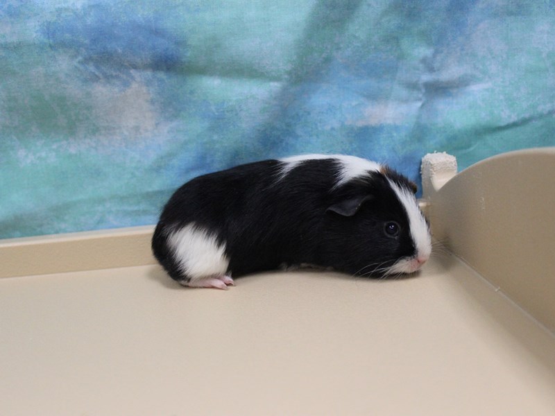 American Guinea Pig