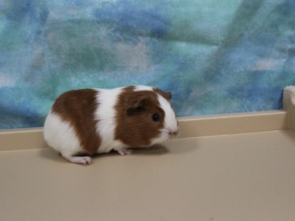 American Guinea Pig-GUINEA PIG-Female--25440-Petland Racine, Wisconsin