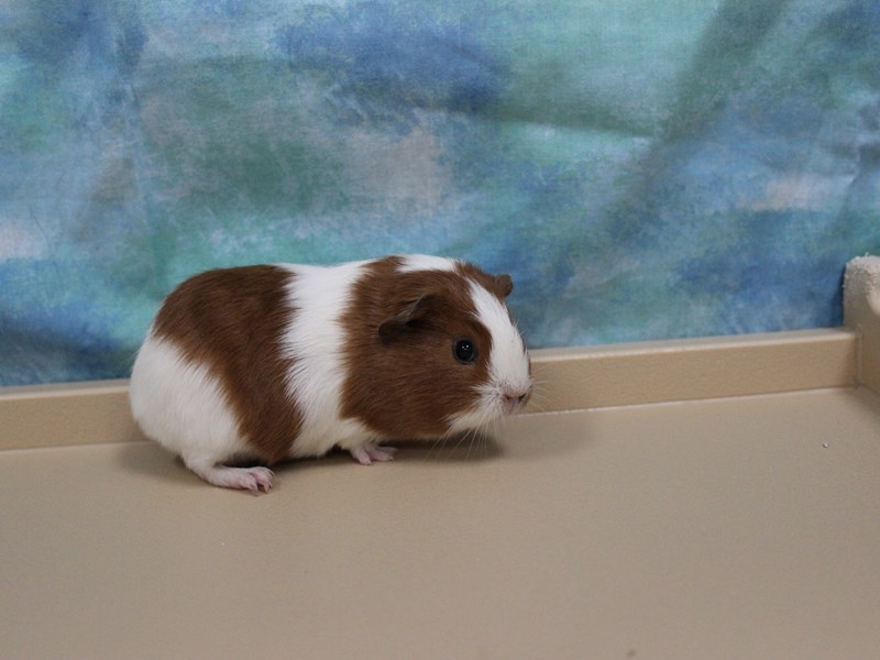American Guinea Pig