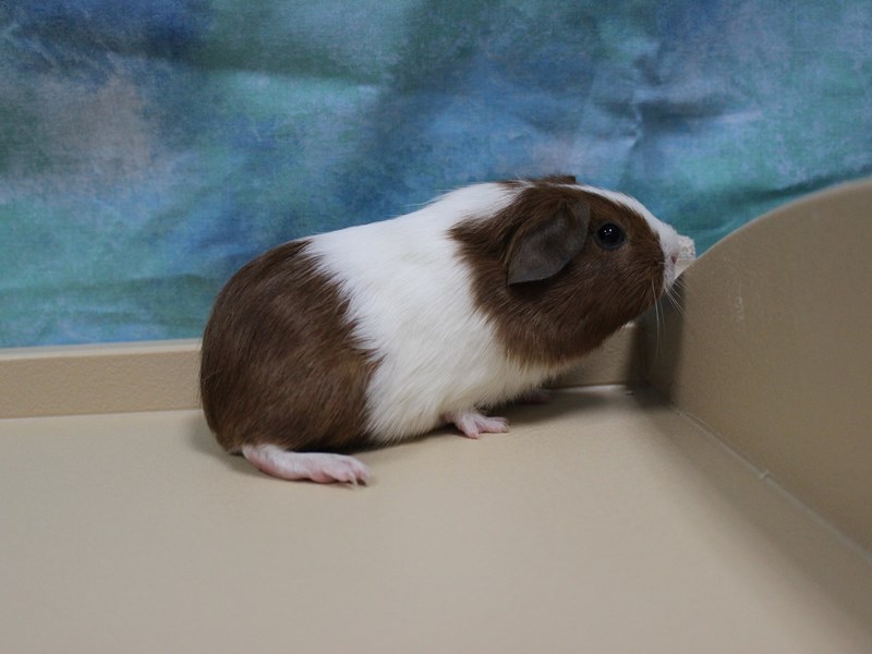 American Guinea Pig