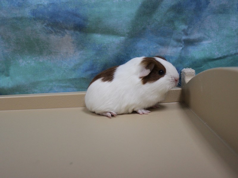 American Guinea Pig