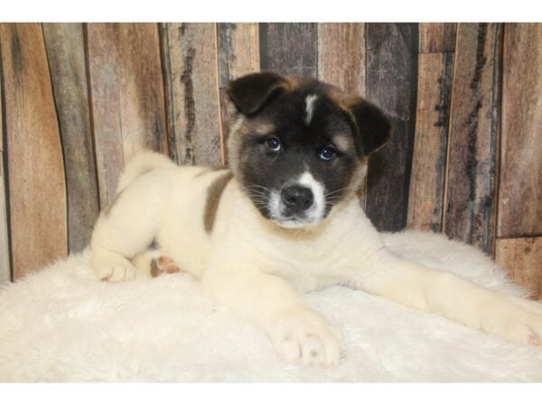 Akita DOG Female Black / White 16162 Petland Racine, Wisconsin