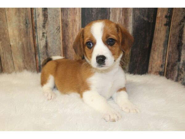 Beagle/Corgi DOG Female Red / White 16164 Petland Racine, Wisconsin