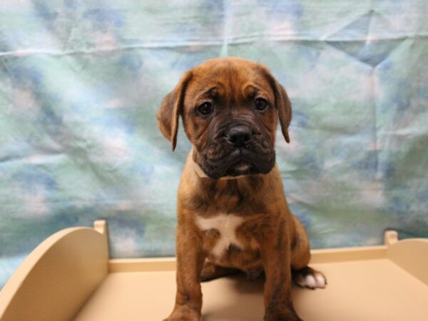 Boxer/Dogue De Bordeaux-DOG-Male-Brindle-25442-Petland Racine, Wisconsin