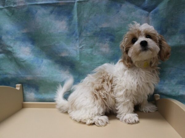 CavaPooChon-DOG-Female-Blen-25456-Petland Racine, Wisconsin