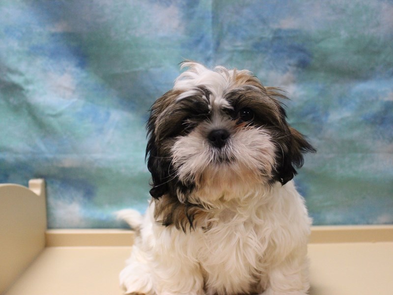 Shih Tzu
