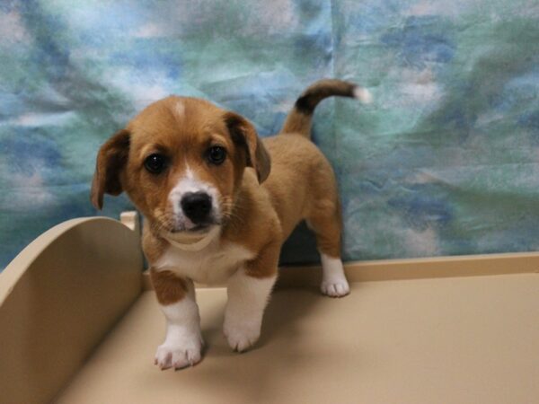 Beagle/Pembroke Welsh Corgi-DOG-Male-Red / White-25454-Petland Racine, Wisconsin