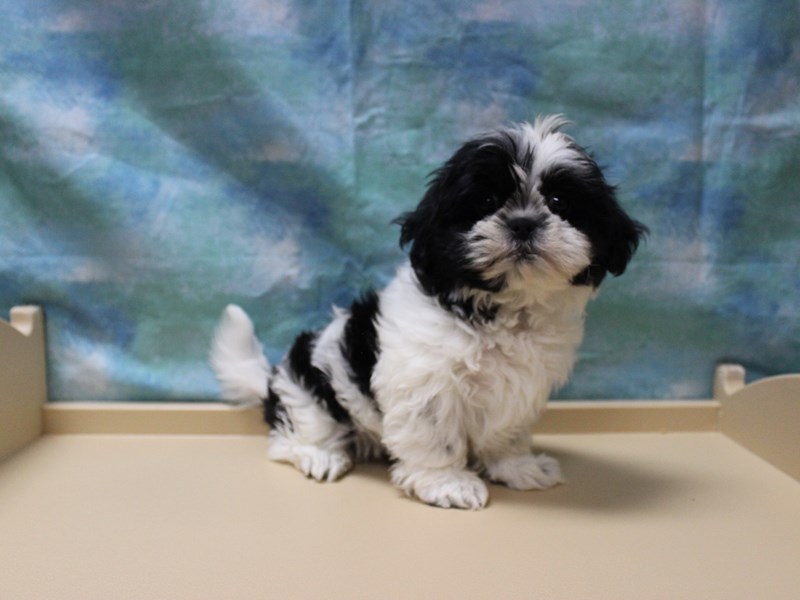 Shih Tzu