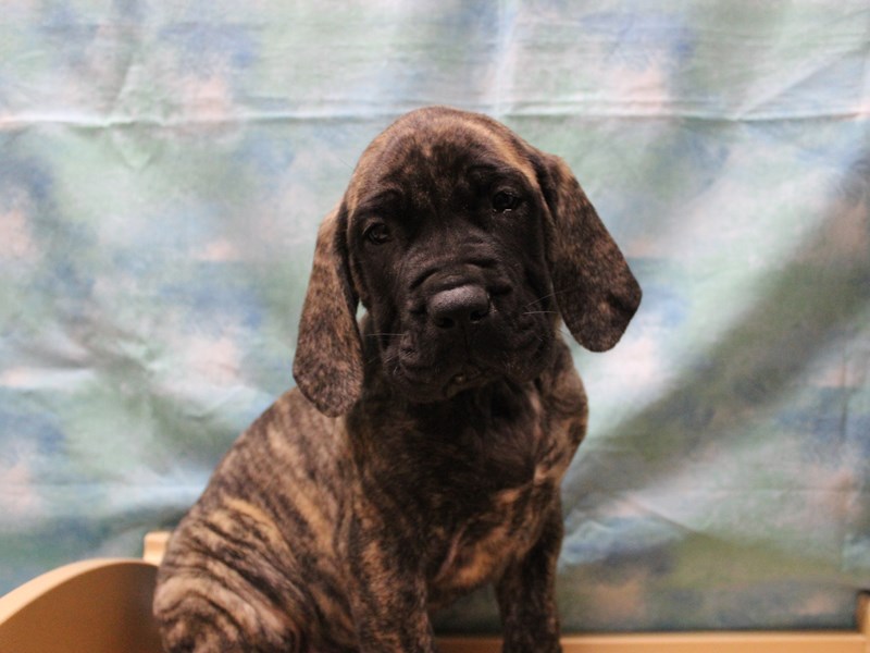 English Mastiff