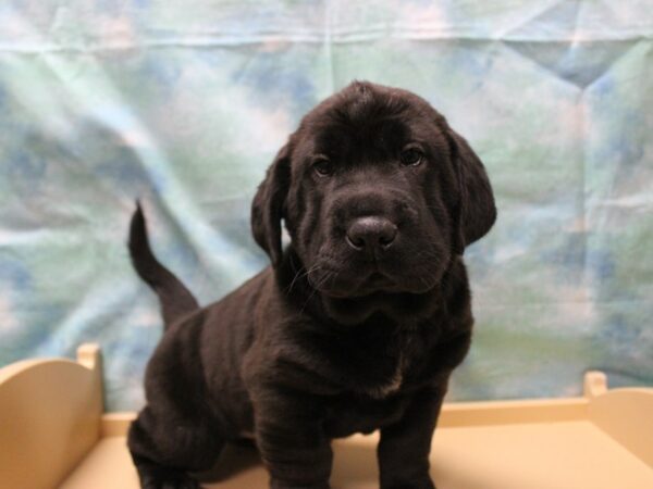 Walrus DOG Female Black 25455 Petland Racine, Wisconsin