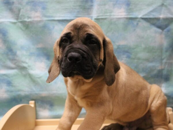 English Mastiff-DOG-Male-Fawn/Black Mask-25459-Petland Racine, Wisconsin