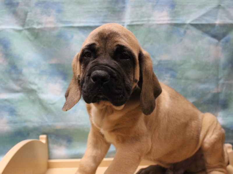 English Mastiff