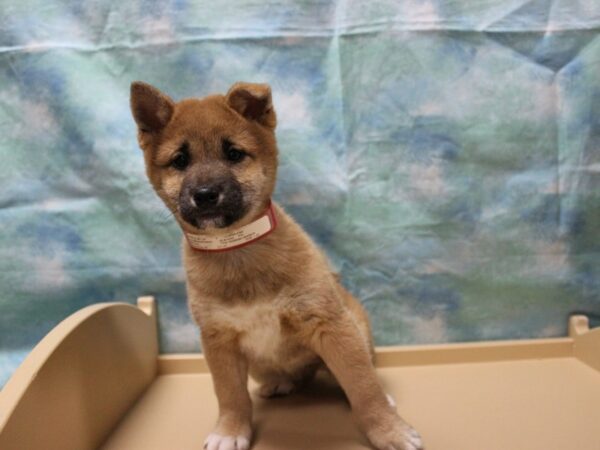 Shiba Inu-DOG-Female-Red-25443-Petland Racine, Wisconsin