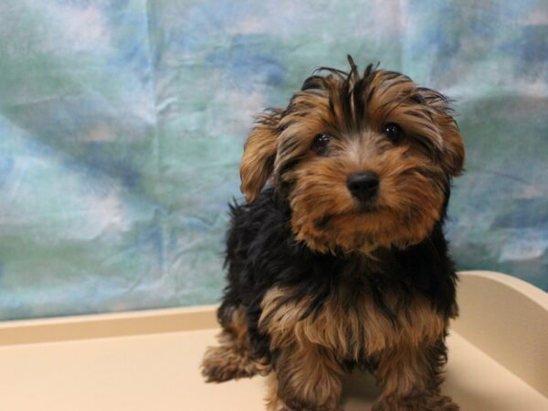 Yorkshire Terrier DOG Male Blu/Gld 25457 Petland Racine, Wisconsin