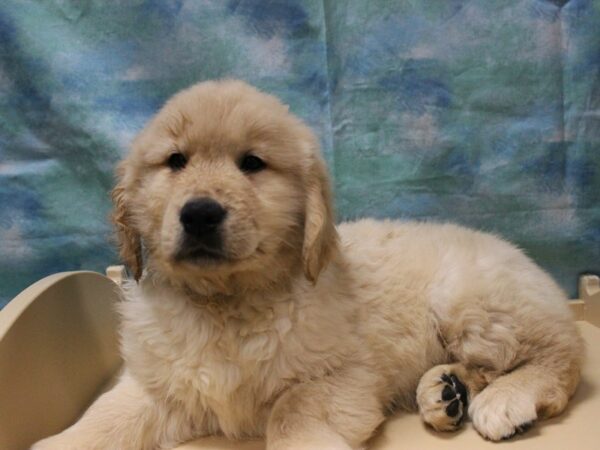 Golden Retriever-DOG-Male-Golden-25447-Petland Racine, Wisconsin