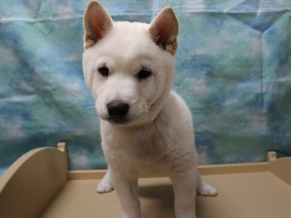 Shiba Inu-DOG-Male-Cream-25444-Petland Racine, Wisconsin