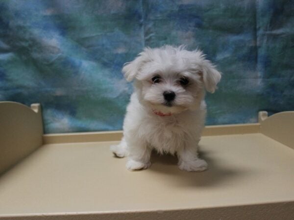 Maltese DOG Female White 25448 Petland Racine, Wisconsin