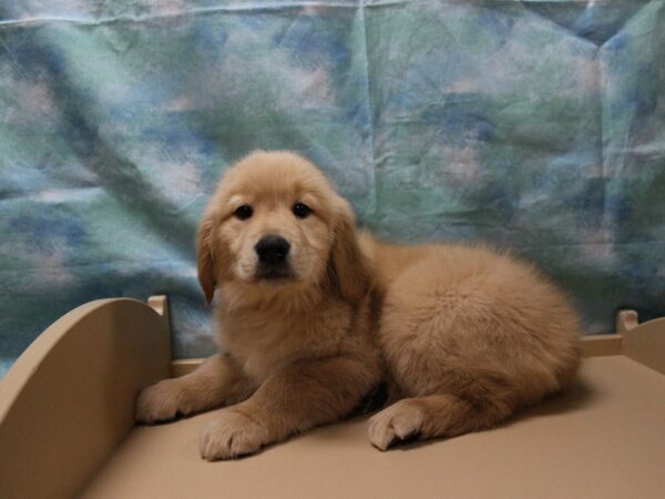 Golden Retriever-DOG-Female-Golden-25446-Petland Racine, Wisconsin