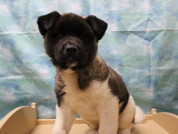 Akita DOG Male Black / White 25452 Petland Racine, Wisconsin