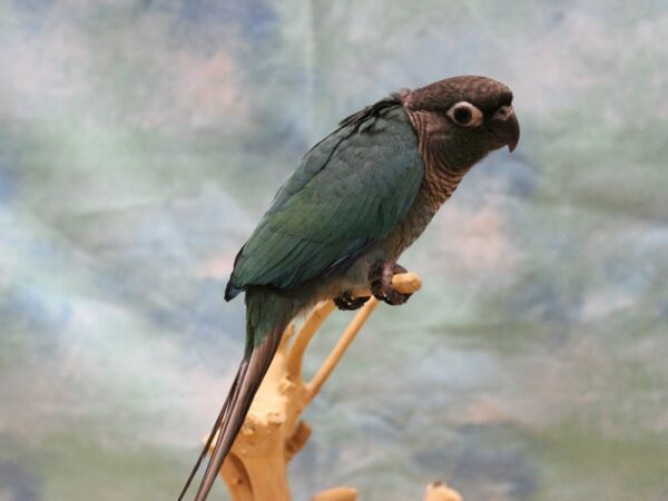 Turquoise Green Cheek Conure-BIRD---25461-Petland Racine, Wisconsin