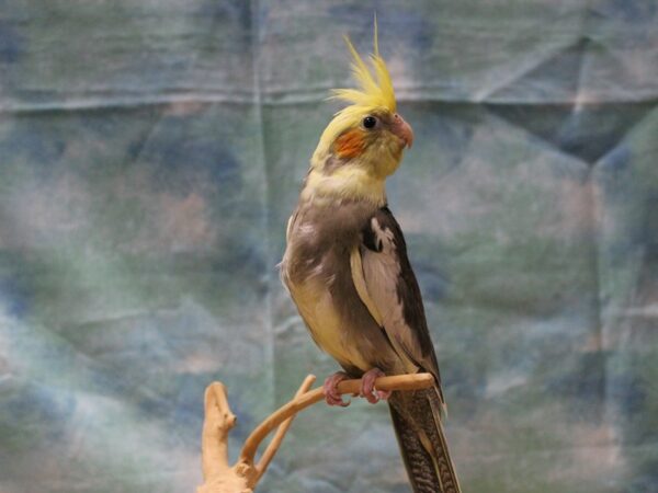 Cockatiel-BIRD---25462-Petland Racine, Wisconsin