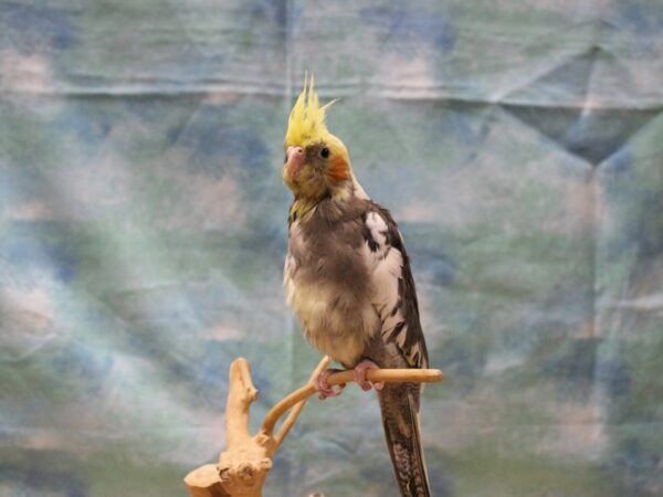 Cockatiel-BIRD---25463-Petland Racine, Wisconsin