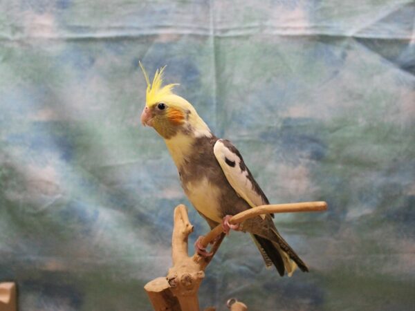 Cockatiel-BIRD---25464-Petland Racine, Wisconsin