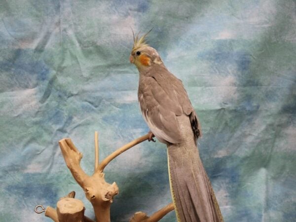 Cockatiel-BIRD---25465-Petland Racine, Wisconsin