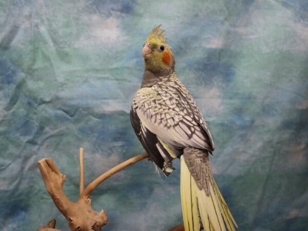 Cockatiel-BIRD---25466-Petland Racine, Wisconsin